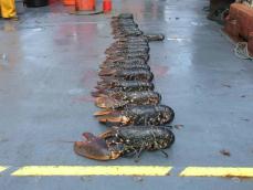 Significant increase in large lobsters from the NTZ